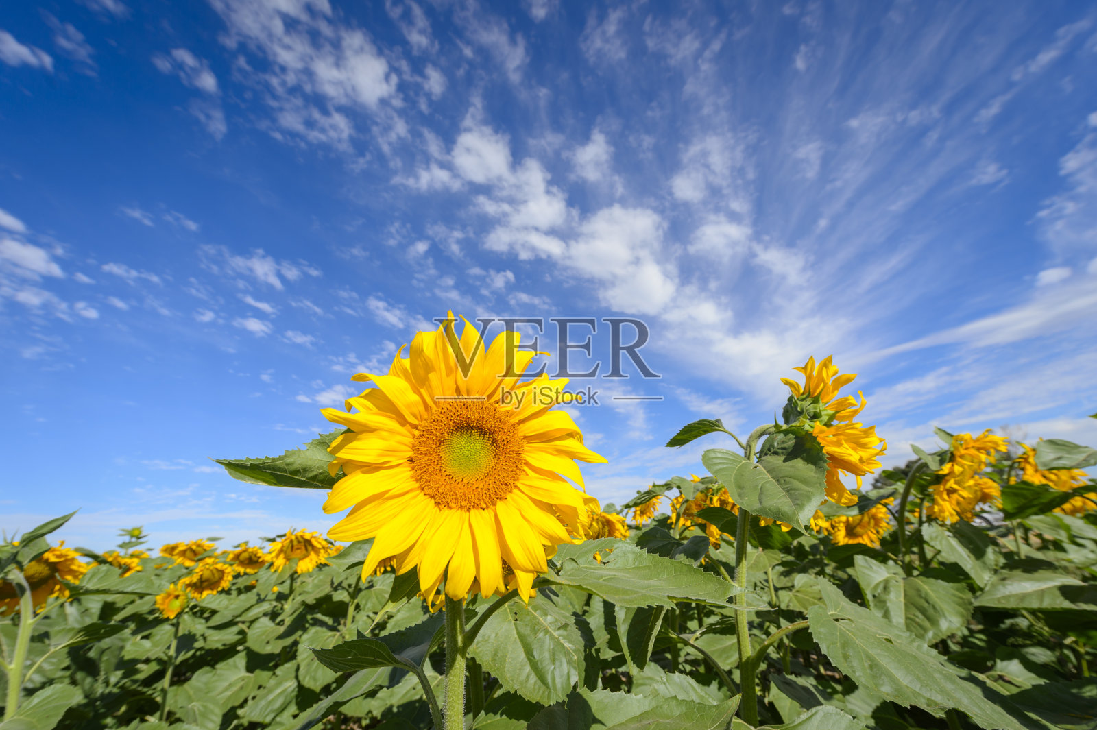向日葵照片摄影图片