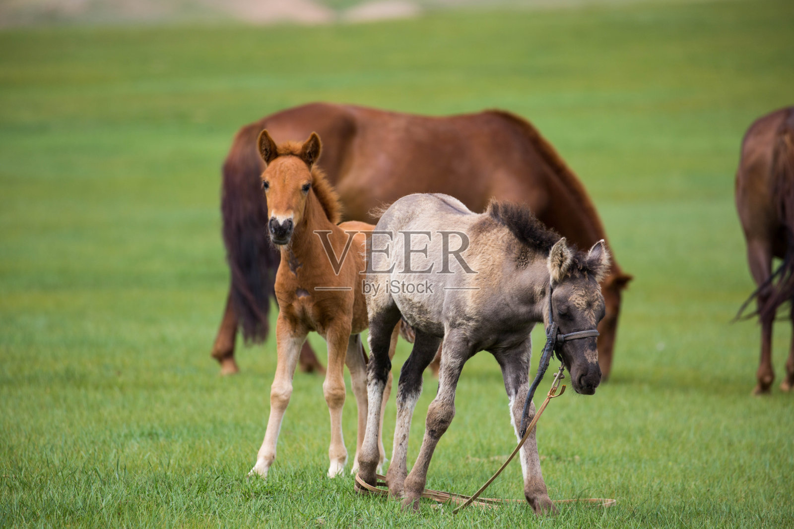 蒙古:小马驹照片摄影图片