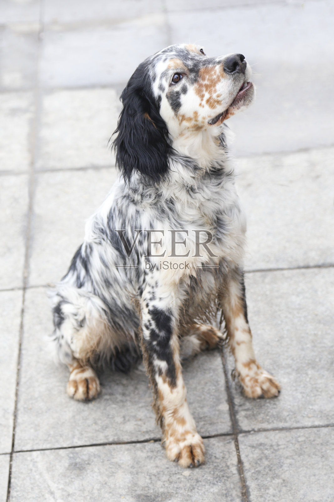 英语设置器照片摄影图片