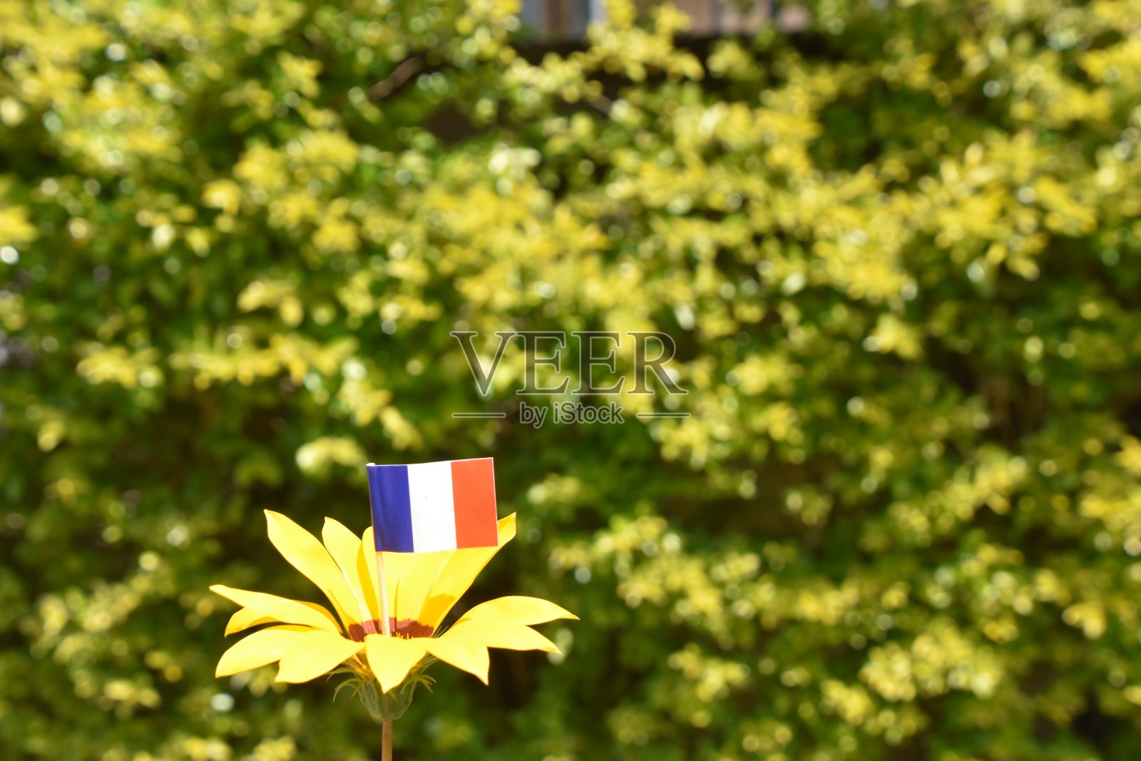 法国国旗和鲜花照片摄影图片