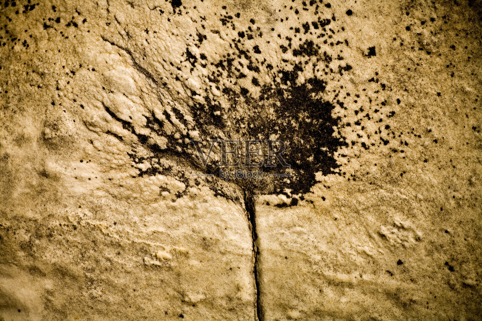 摘要植物照片摄影图片