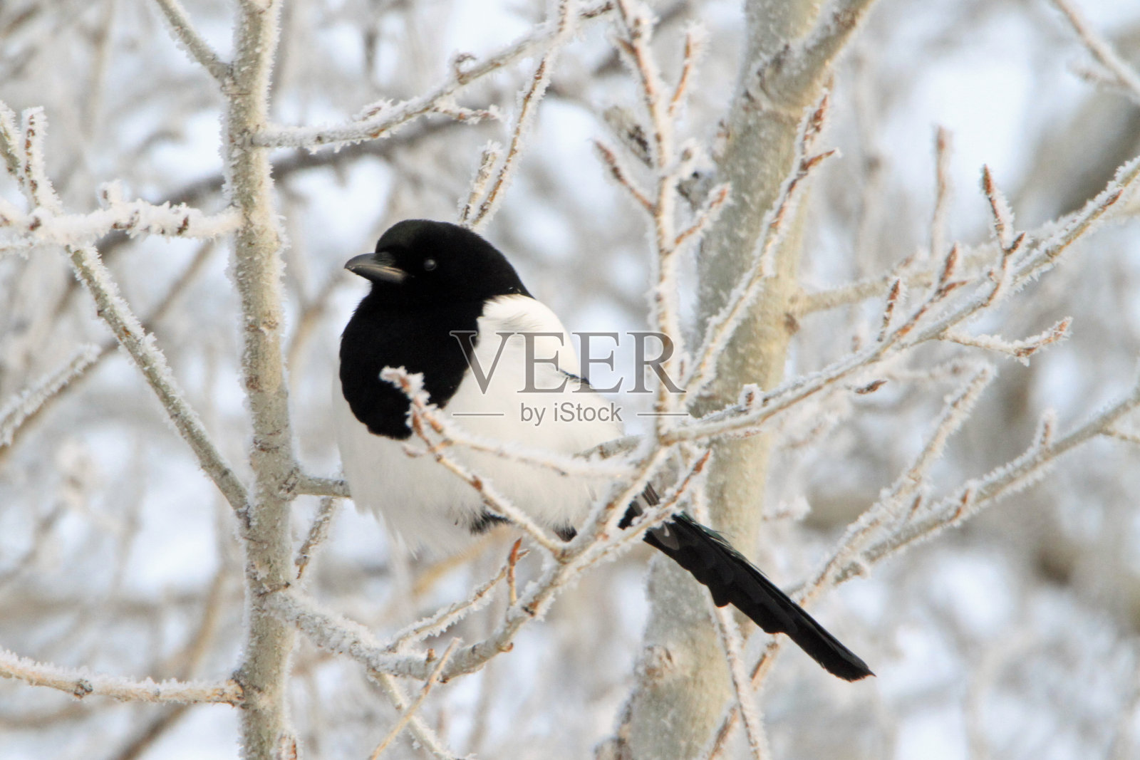 冬天树上的喜鹊照片摄影图片