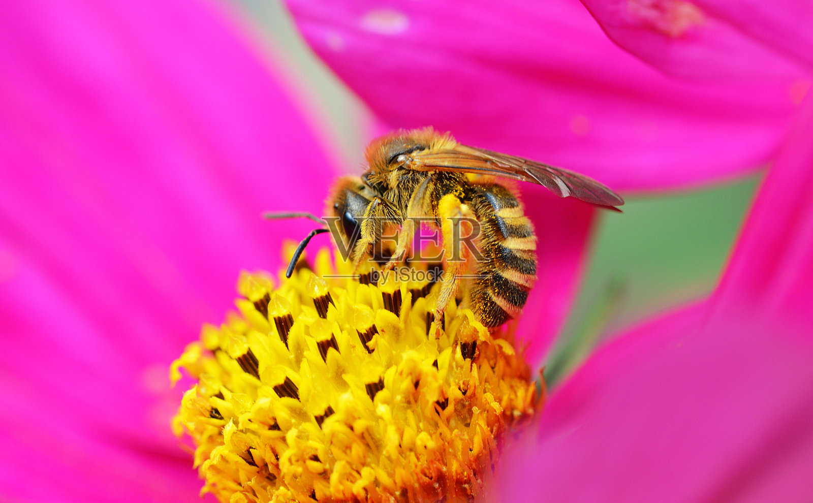 花上有红色花瓣的黄蜂照片摄影图片
