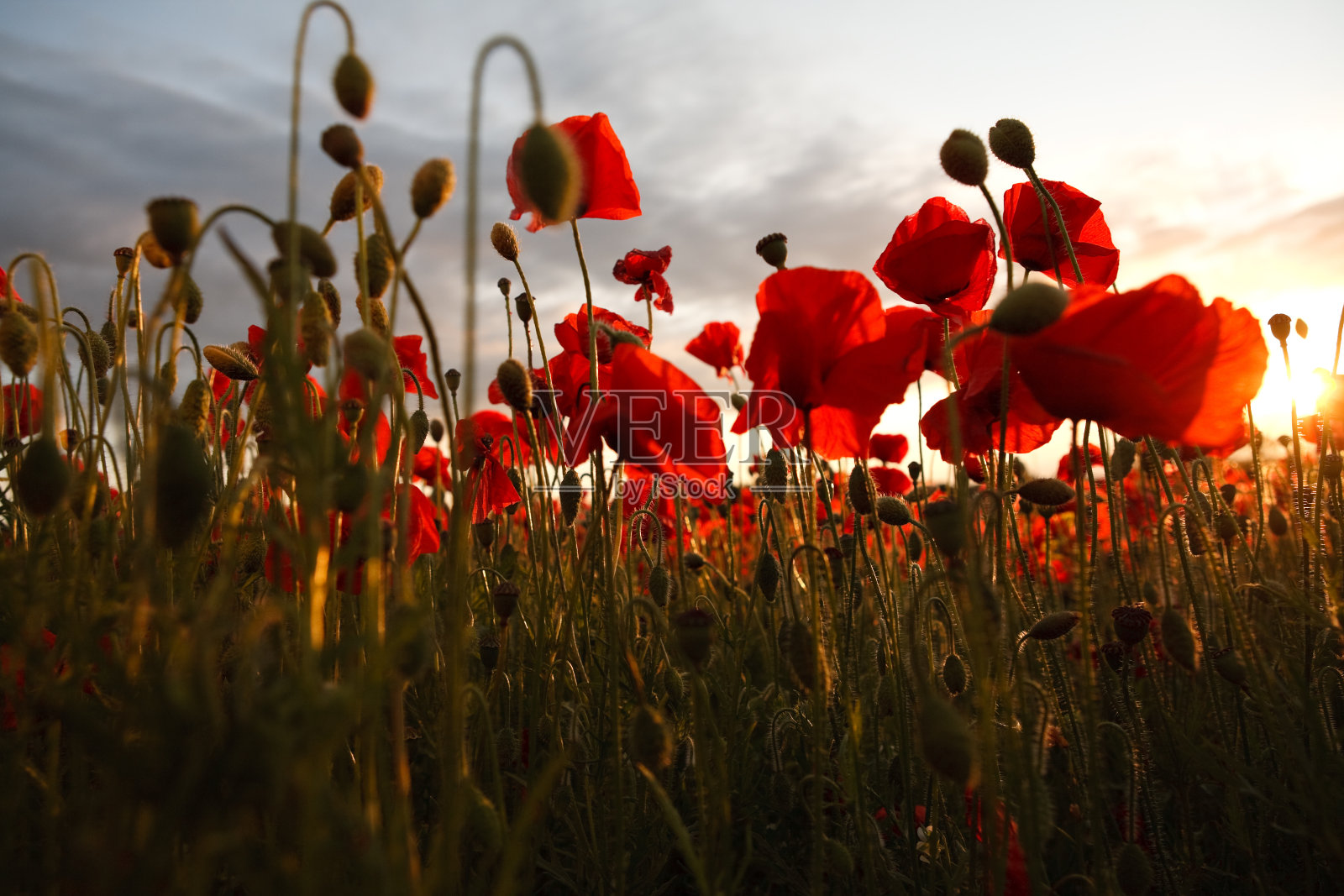 罂粟花在日落时分照片摄影图片