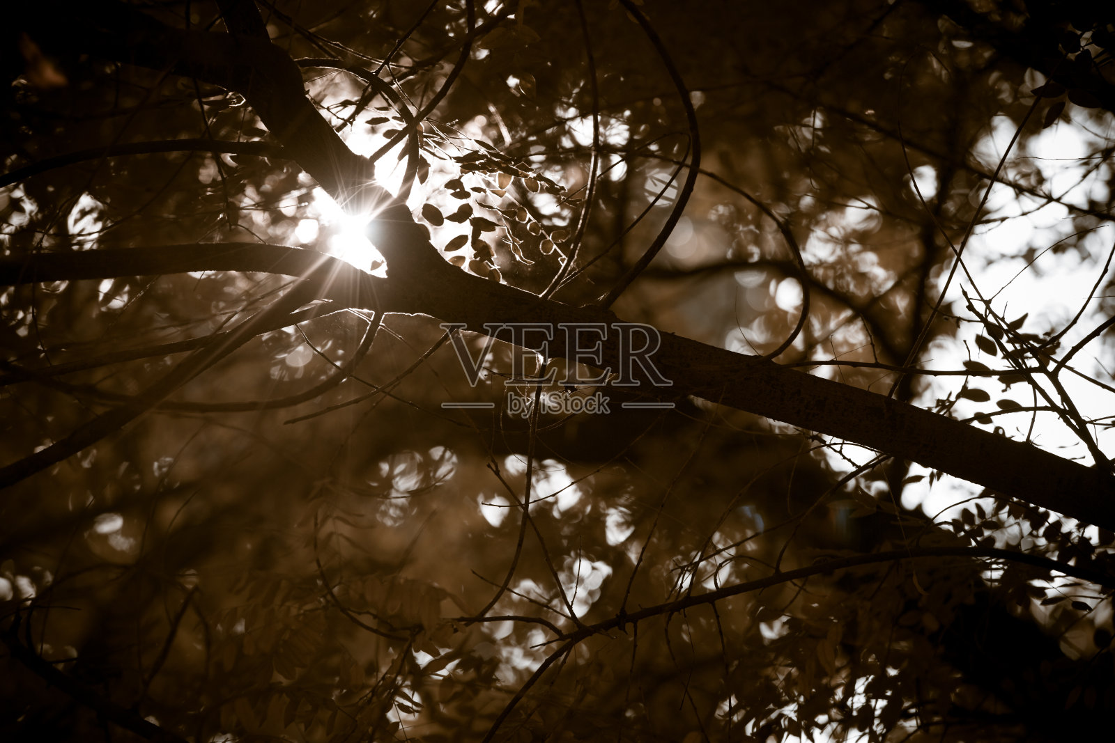 可悲的是叶子照片摄影图片