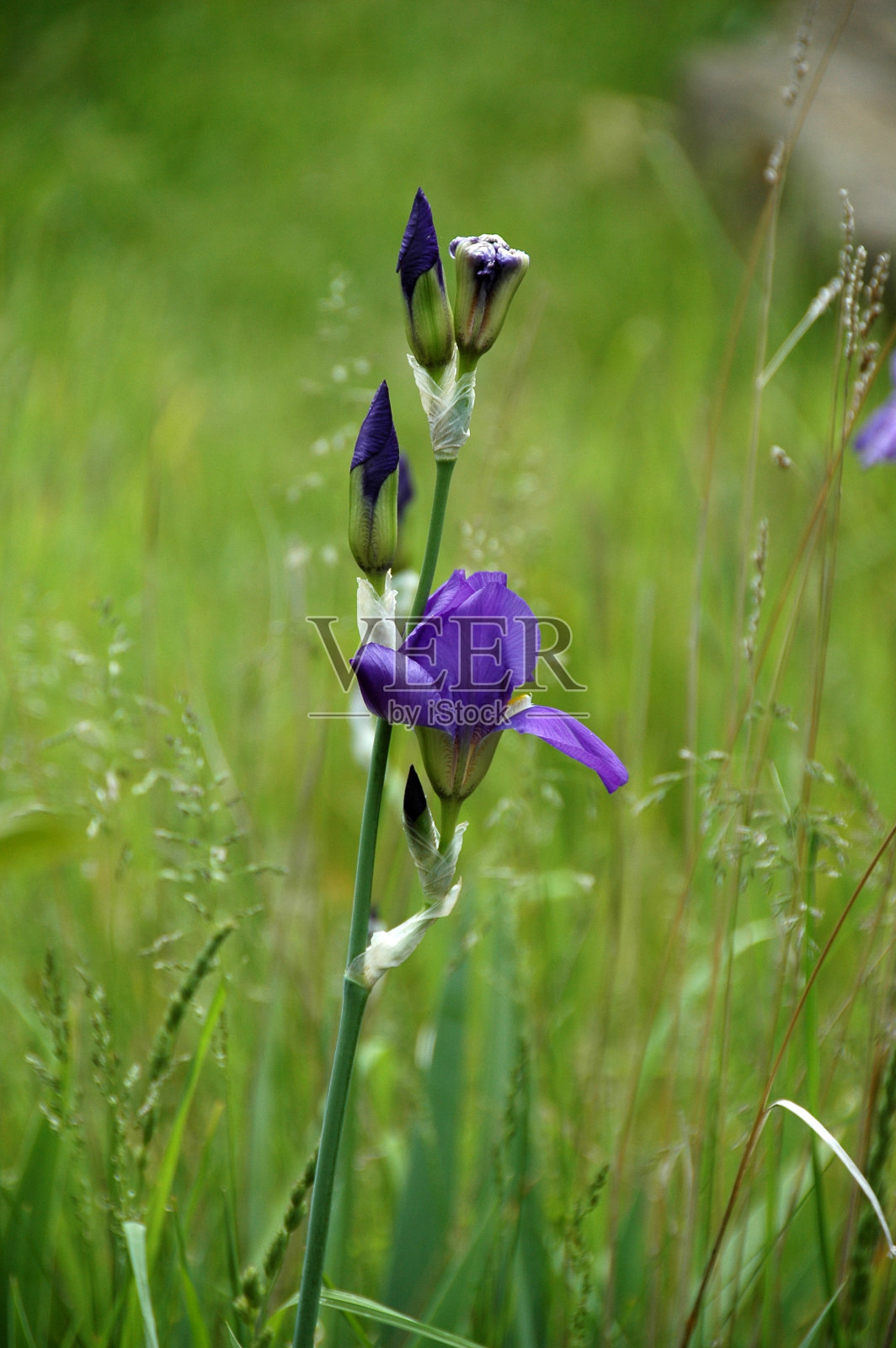 野花照片摄影图片