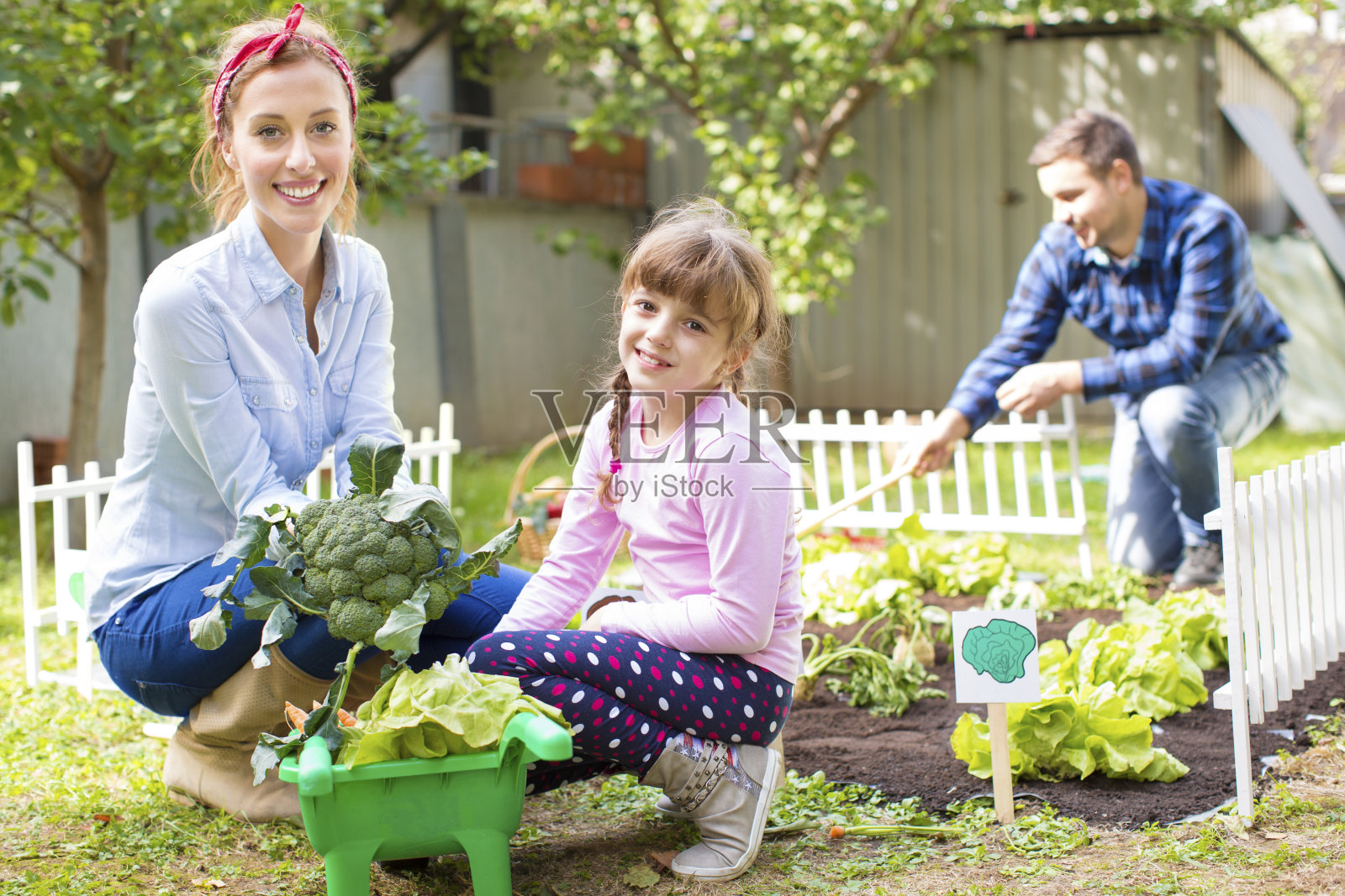 在菜园里工作的家庭照片摄影图片