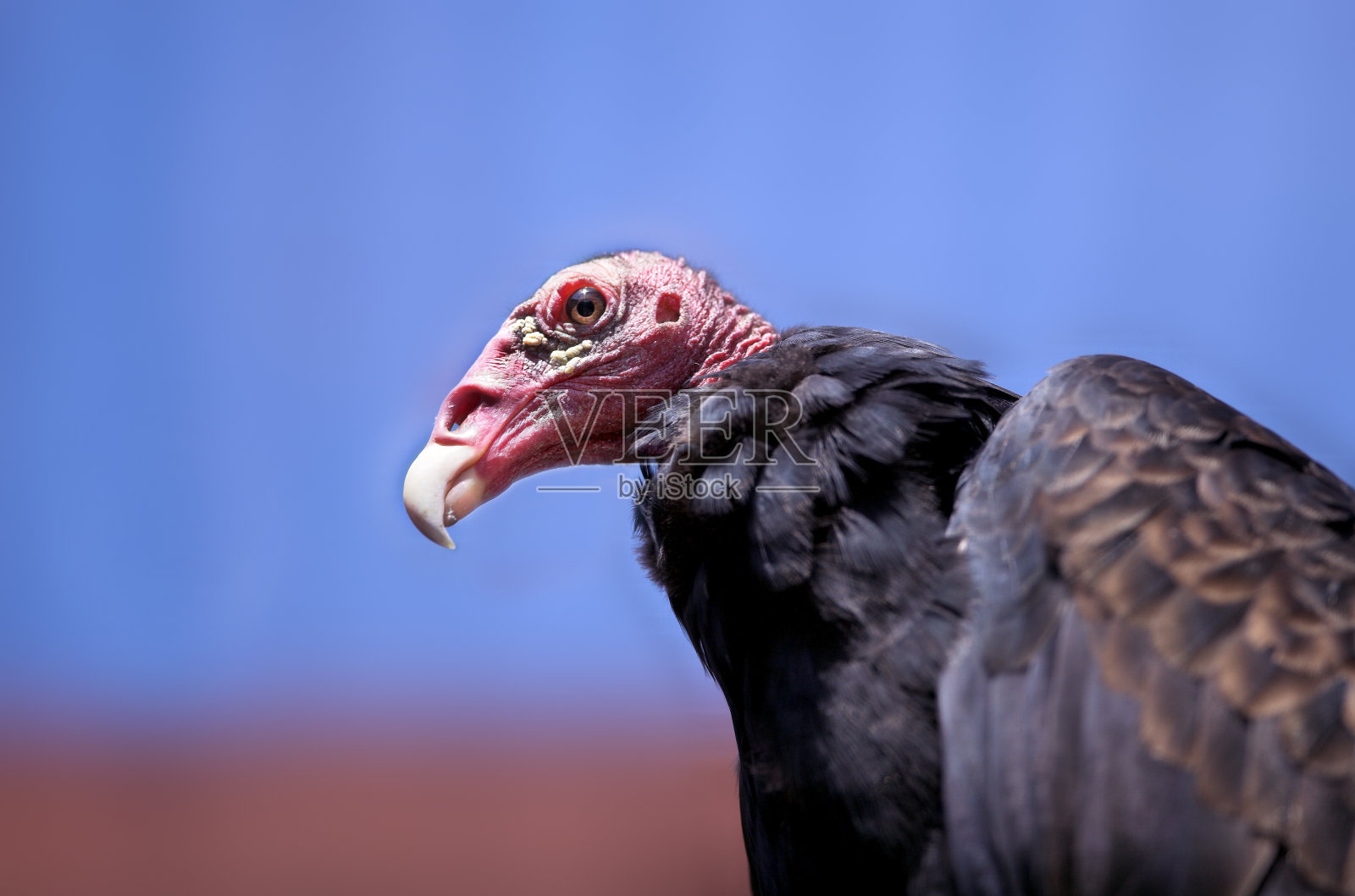 秃鹰照片摄影图片