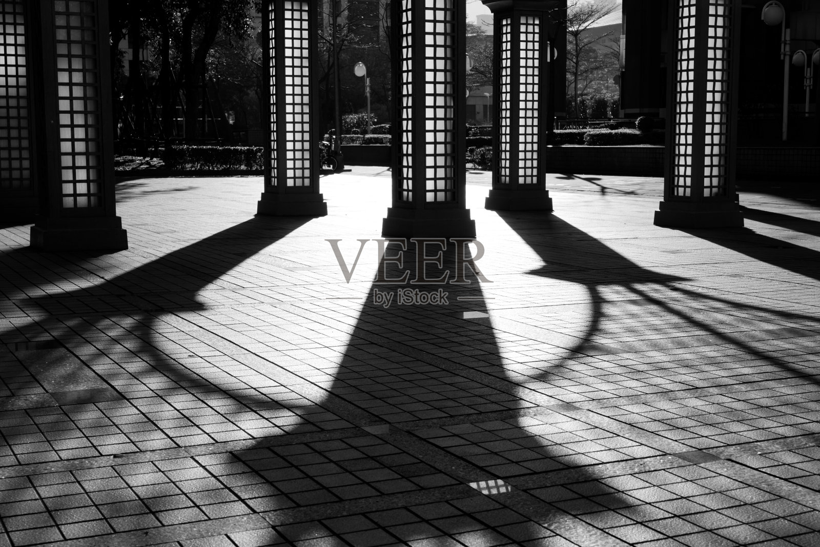 城市中的树木照片摄影图片