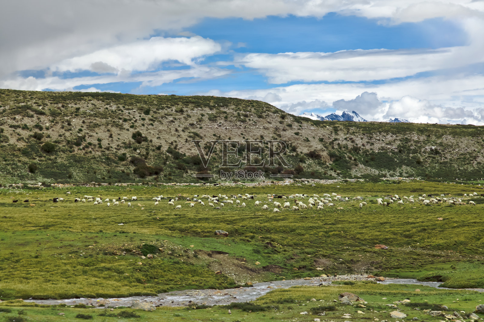 高原牧草,牧羊照片摄影图片