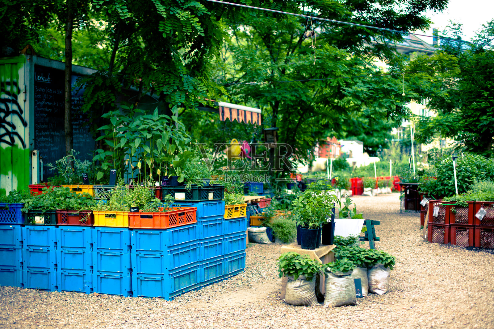 社区园艺,植物在板条箱和袋子里照片摄影图片