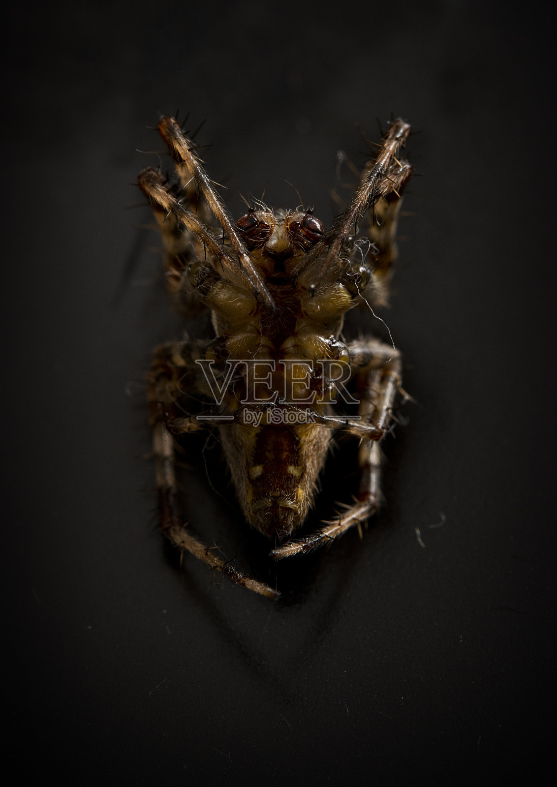 家蜘蛛照片摄影图片