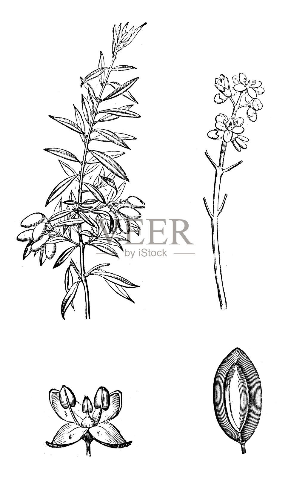 橄榄树的古董插图插画图片素材