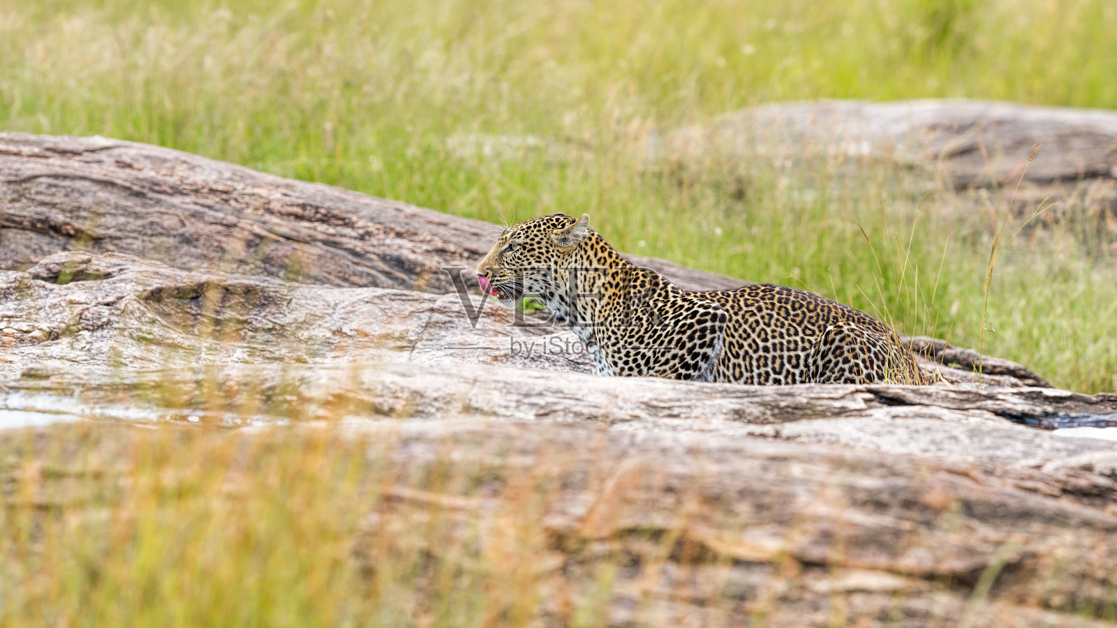 野外舔舐身体的豹子照片摄影图片