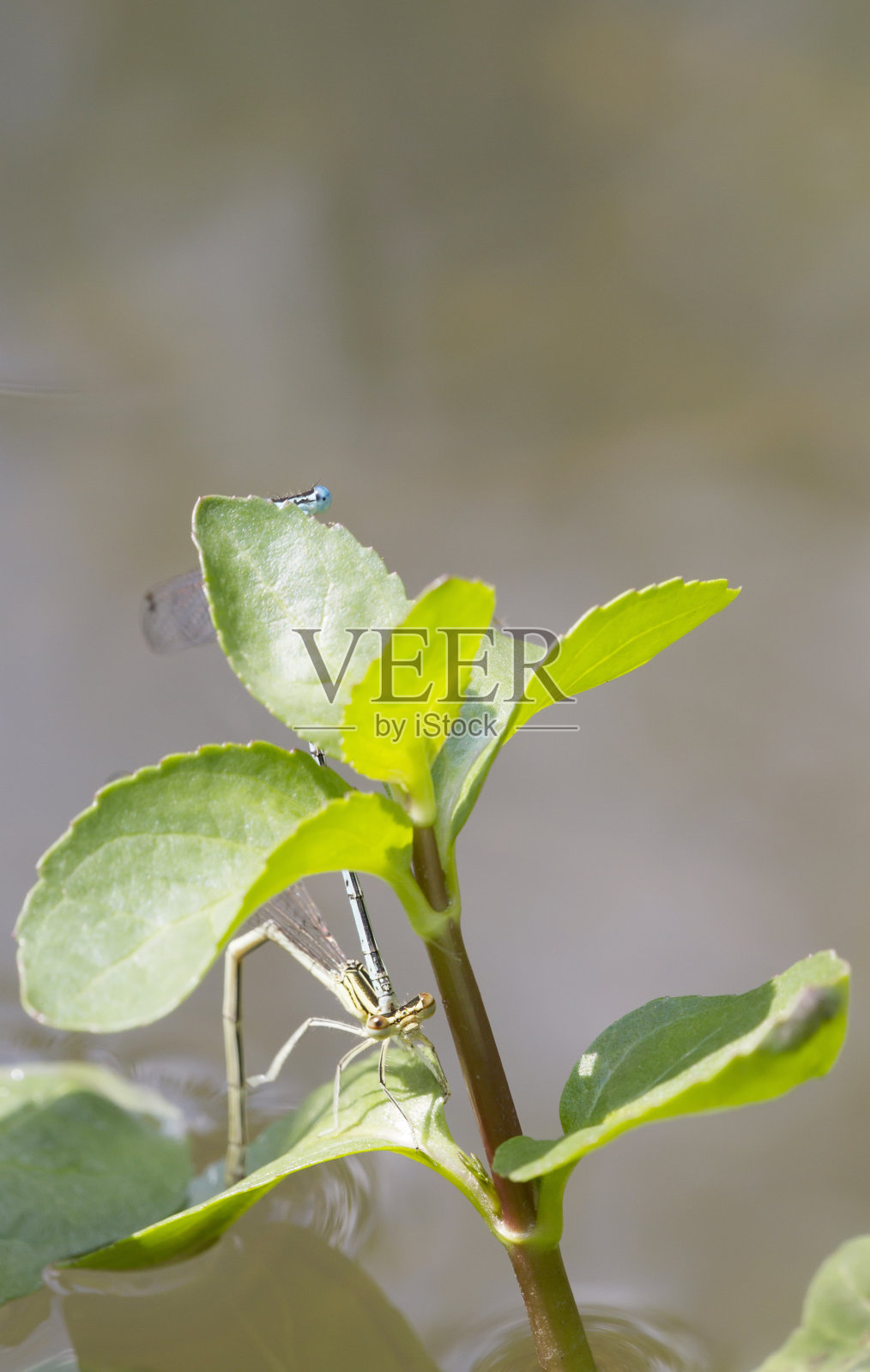 求偶期的蓝色羽毛腿(桔树)照片摄影图片