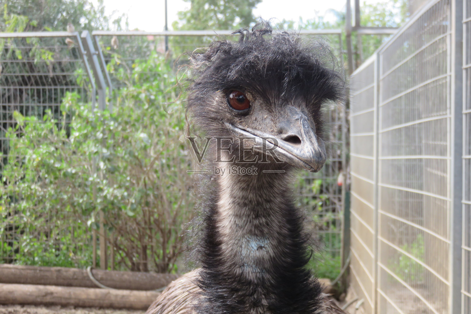 鸸鹋特写照片摄影图片