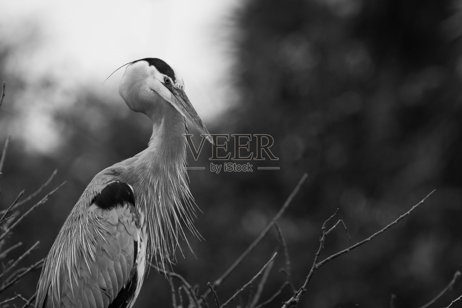 黑色和白色的大蓝鹭照片摄影图片
