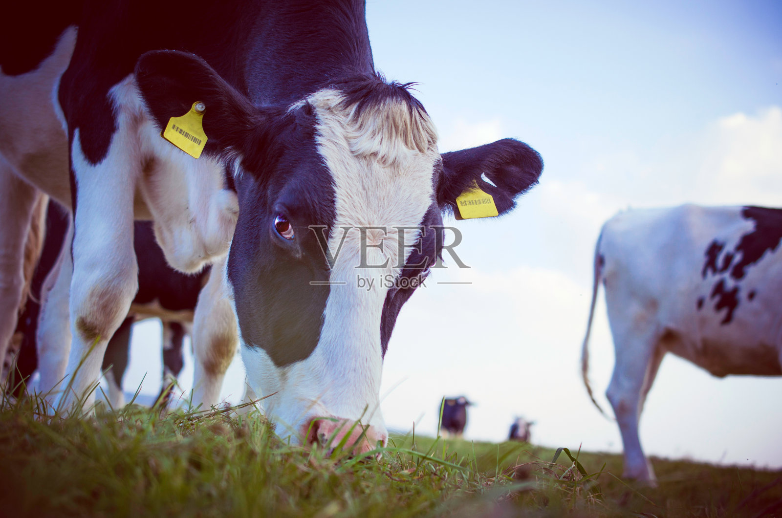 牛在吃草照片摄影图片