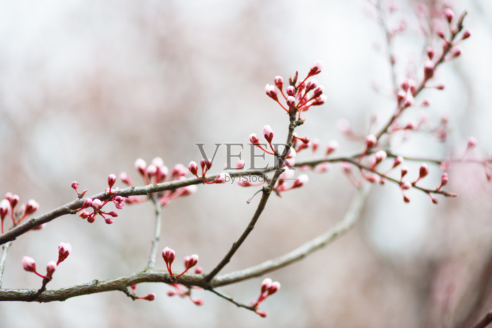 味蕾照片摄影图片