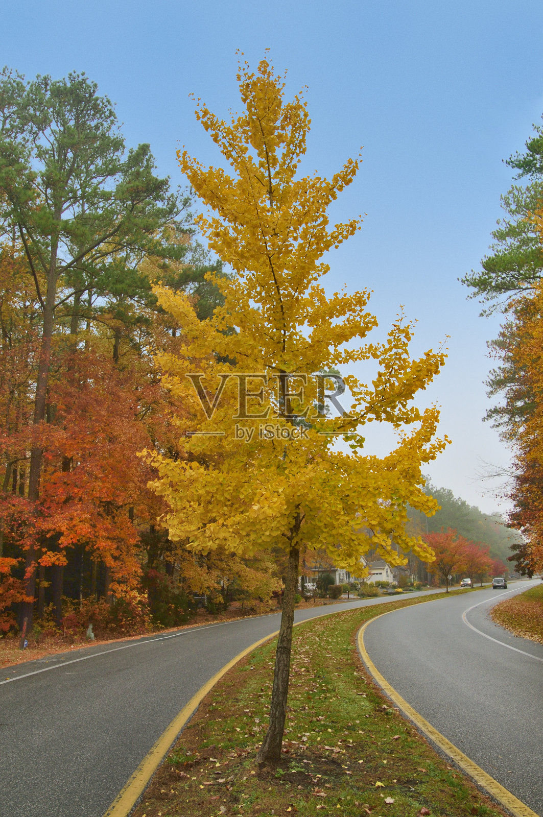 银杏叶在秋天的树照片摄影图片