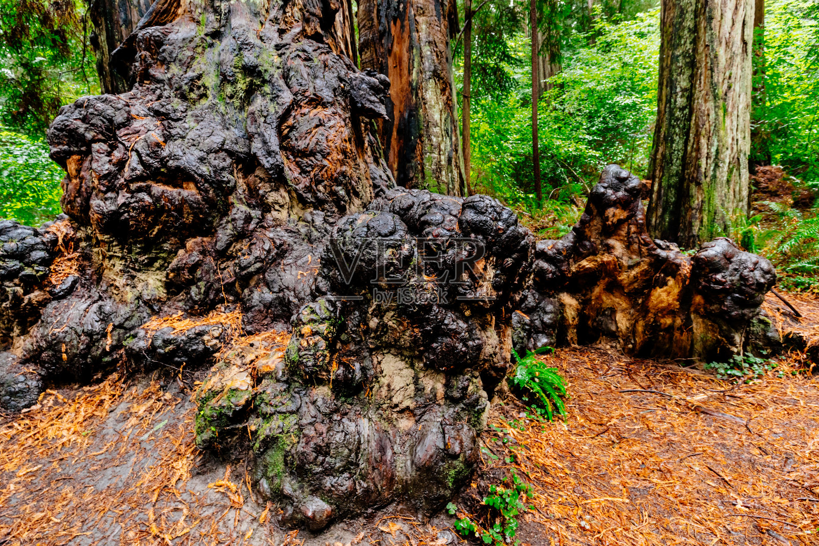 树瘤,杰迪戴亚史密斯红杉州立公园,加利福尼亚州。照片摄影图片