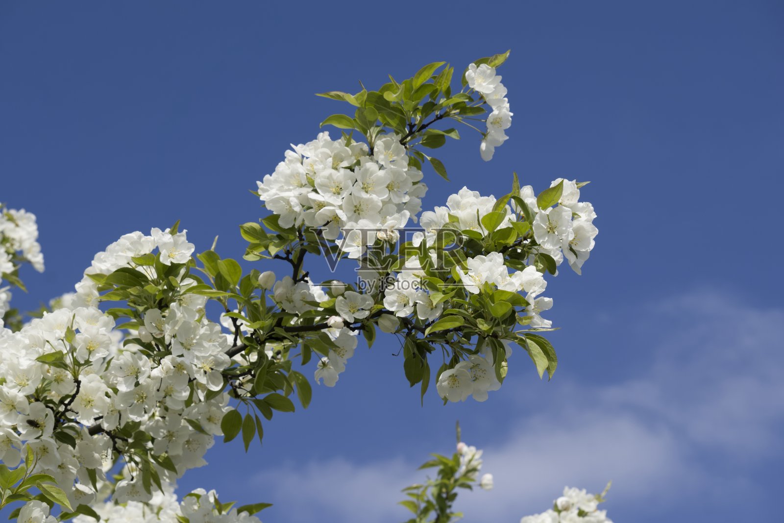 白梨树在春天开花照片摄影图片