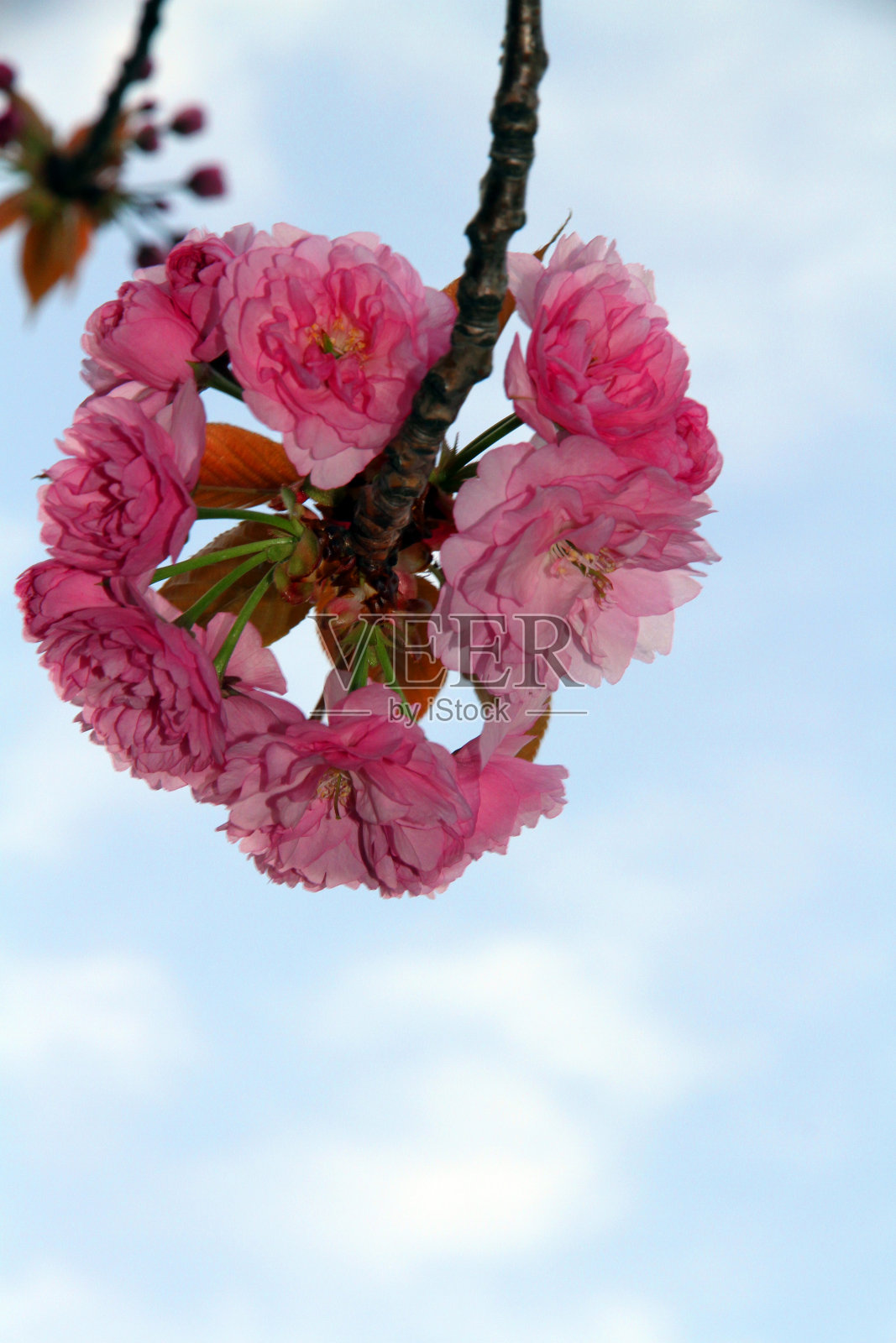 日本的花照片摄影图片