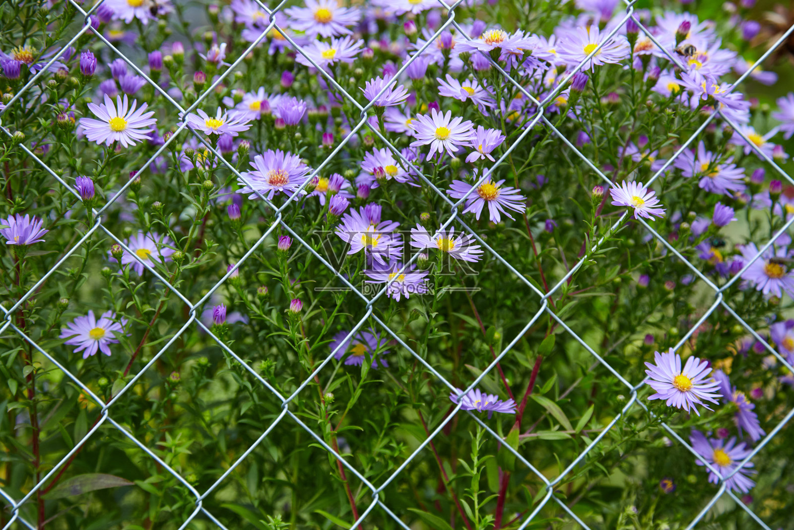 篱笆后面的花更蓝照片摄影图片