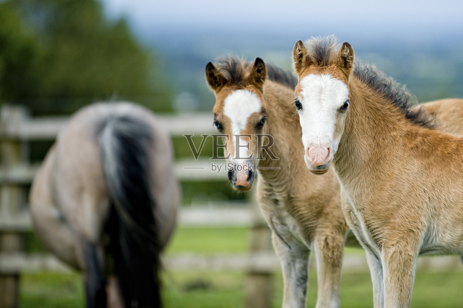 年轻的朋友在一起照片摄影图片