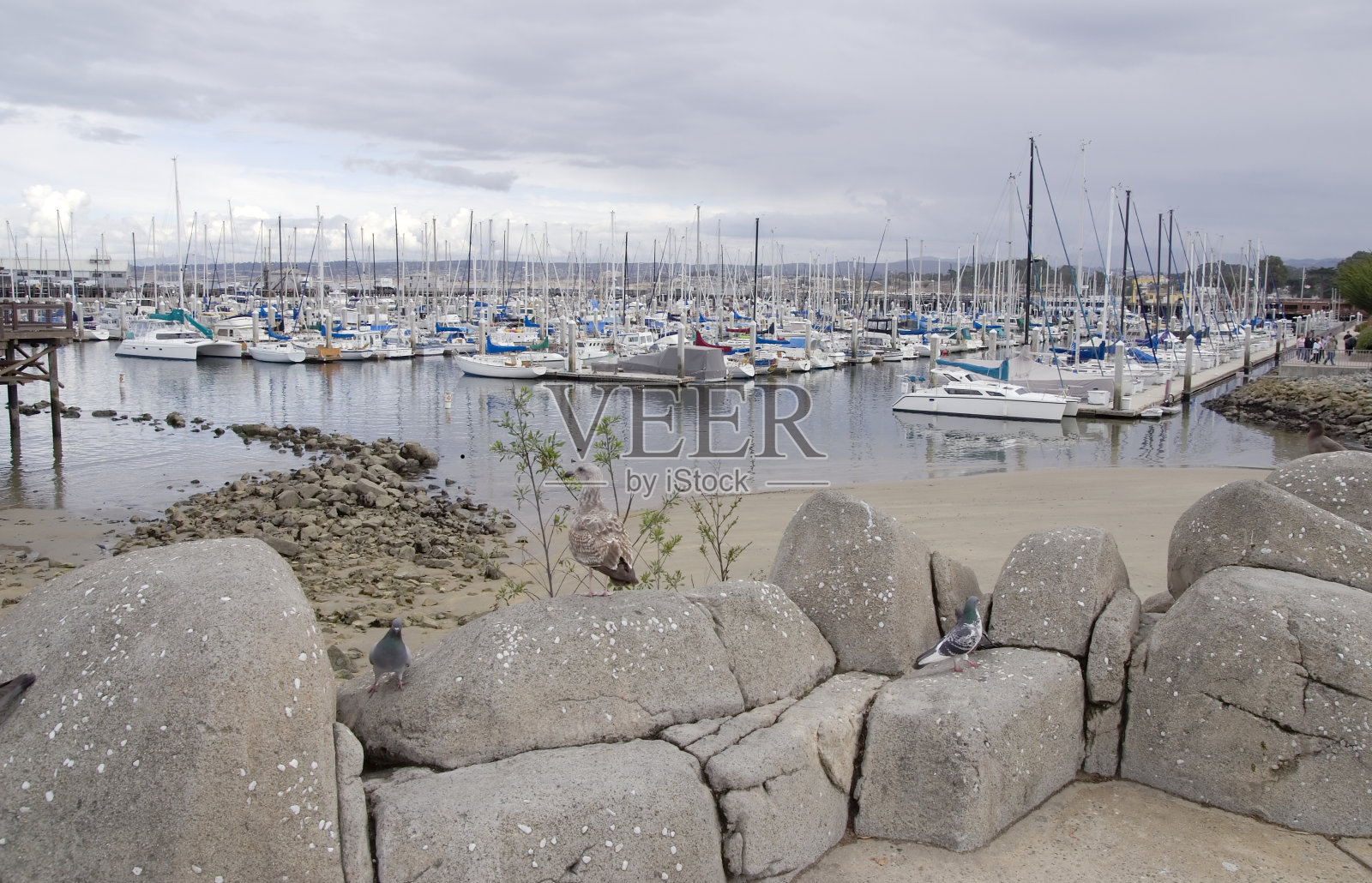 蒙特利滨照片摄影图片