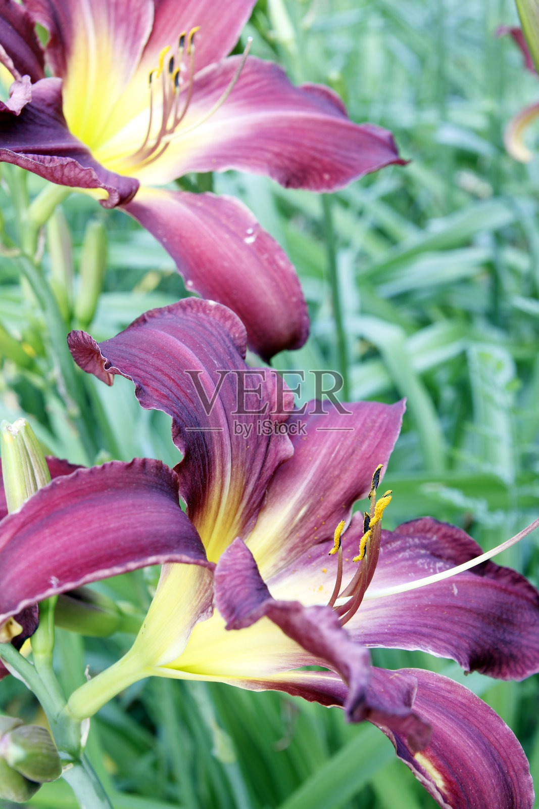 百合照片摄影图片