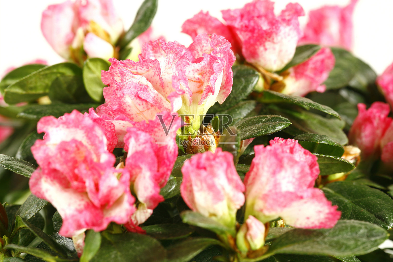 绿色叶子上开着粉红色和白色的杜鹃花照片摄影图片