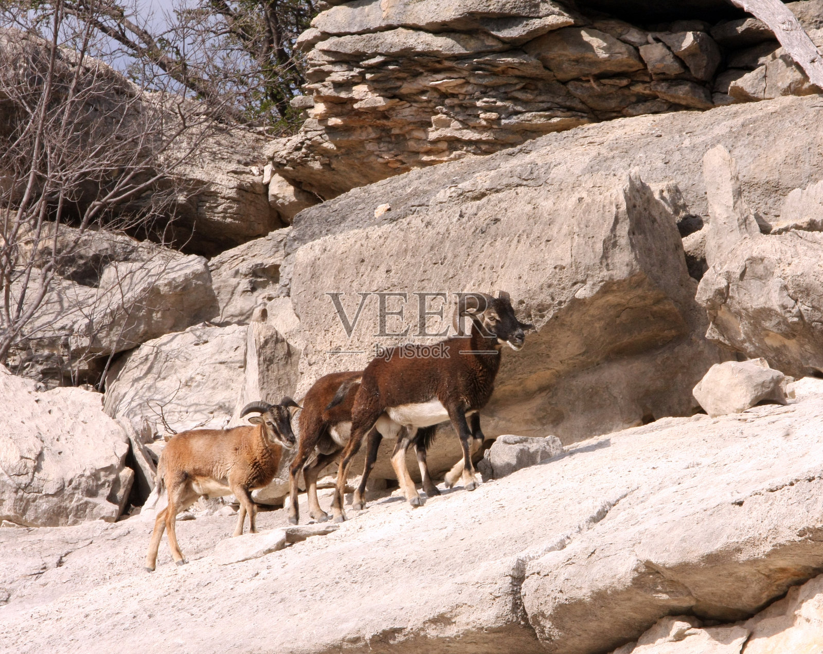 山羊照片摄影图片