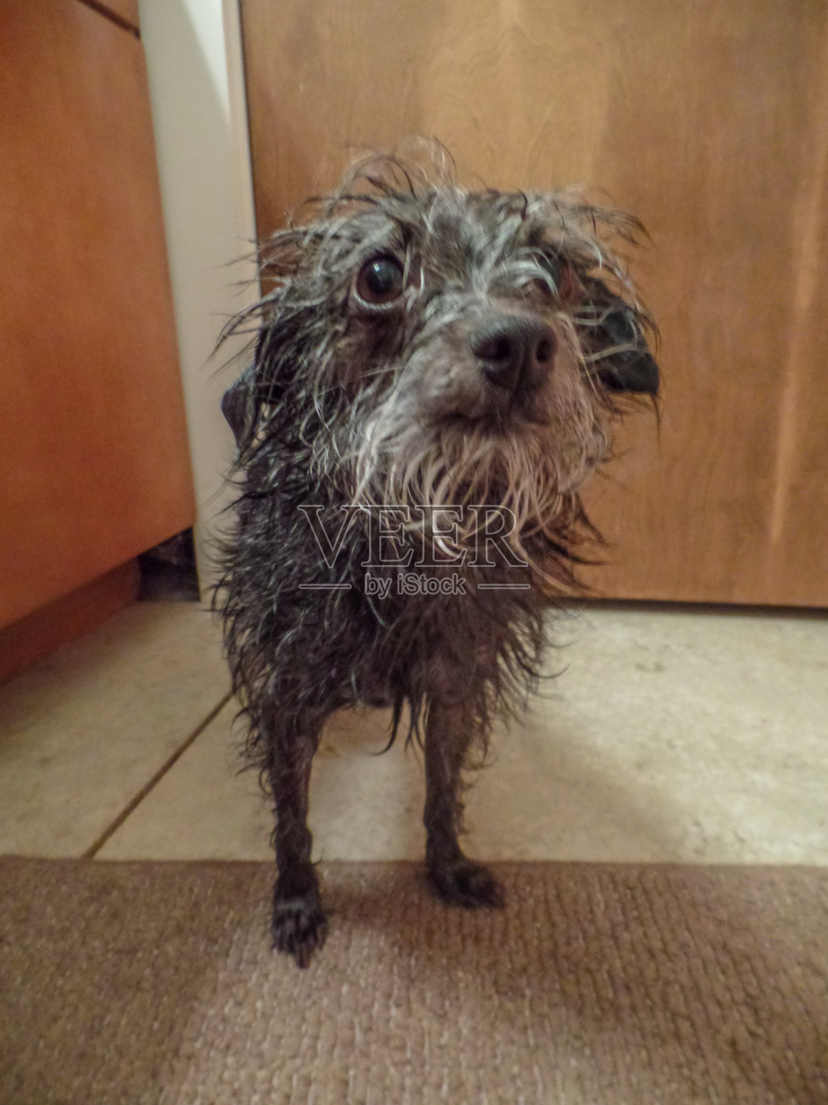 有趣的肮脏的狗照片摄影图片