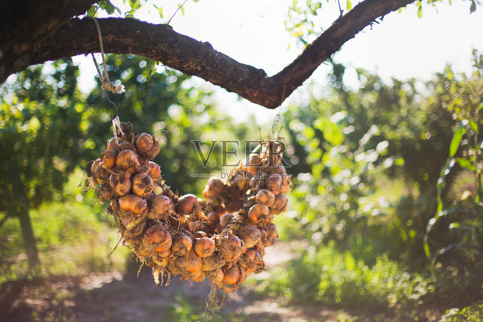 花园里的洋葱照片摄影图片