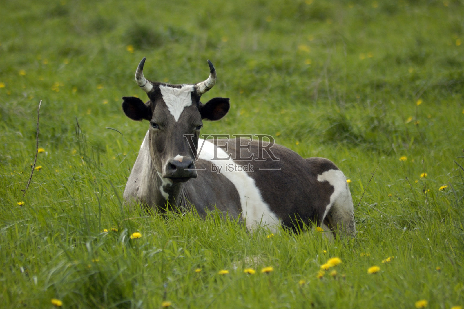 牛照片摄影图片
