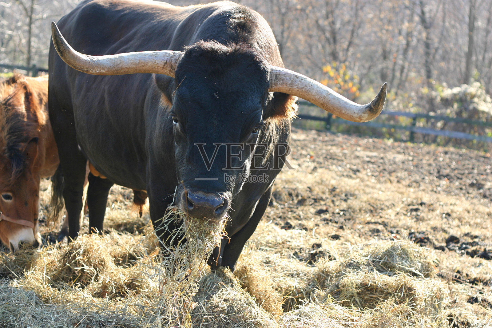 牛吃草照片摄影图片