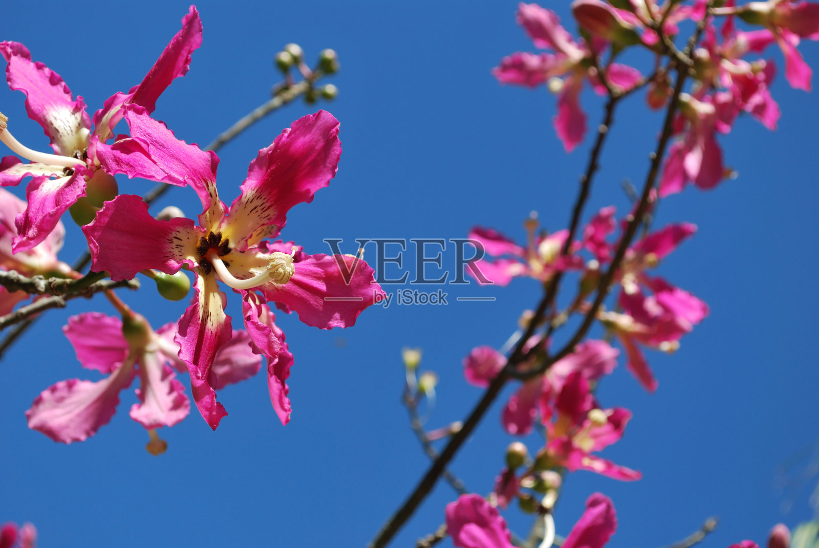 蚕丝树(木棉,原名Chorisia, Speciosa)照片摄影图片