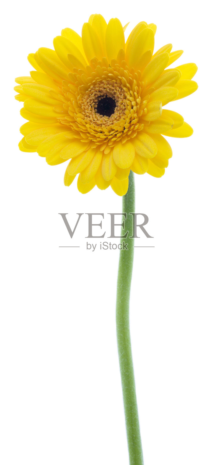 黄色的非洲菊照片摄影图片