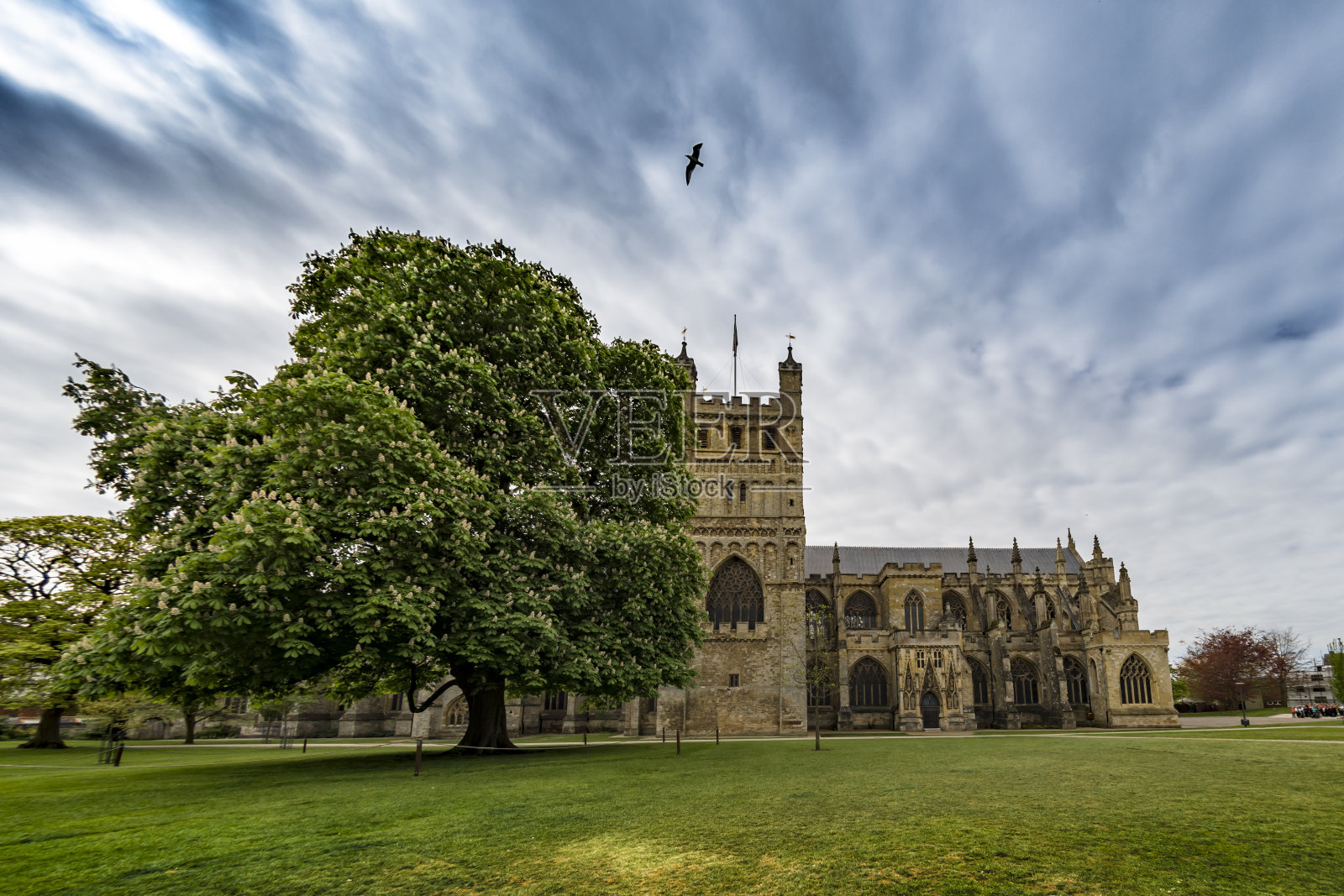 德文郡的大树和埃克塞特大教堂照片摄影图片
