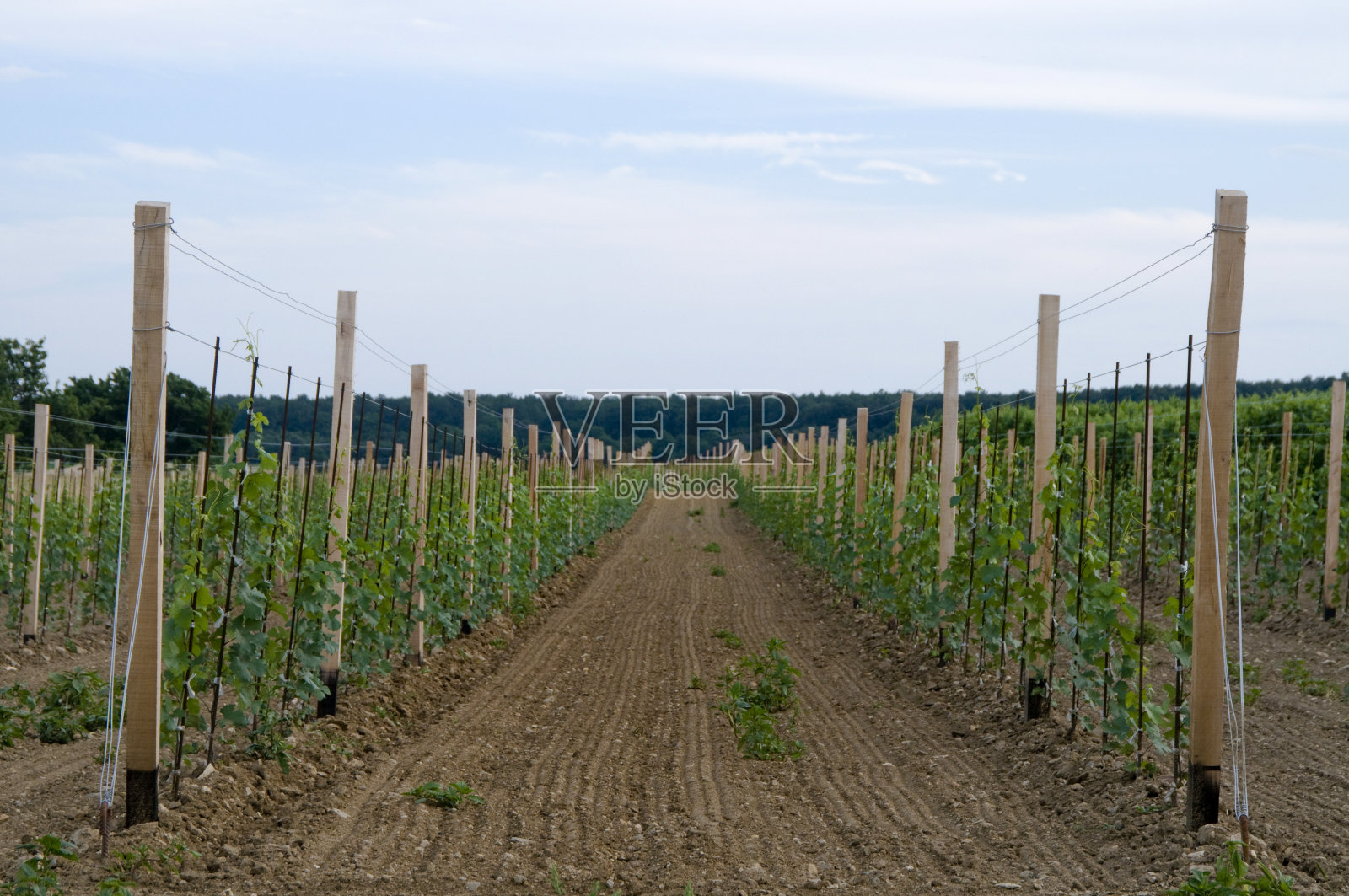 年轻的葡萄酒植物照片摄影图片