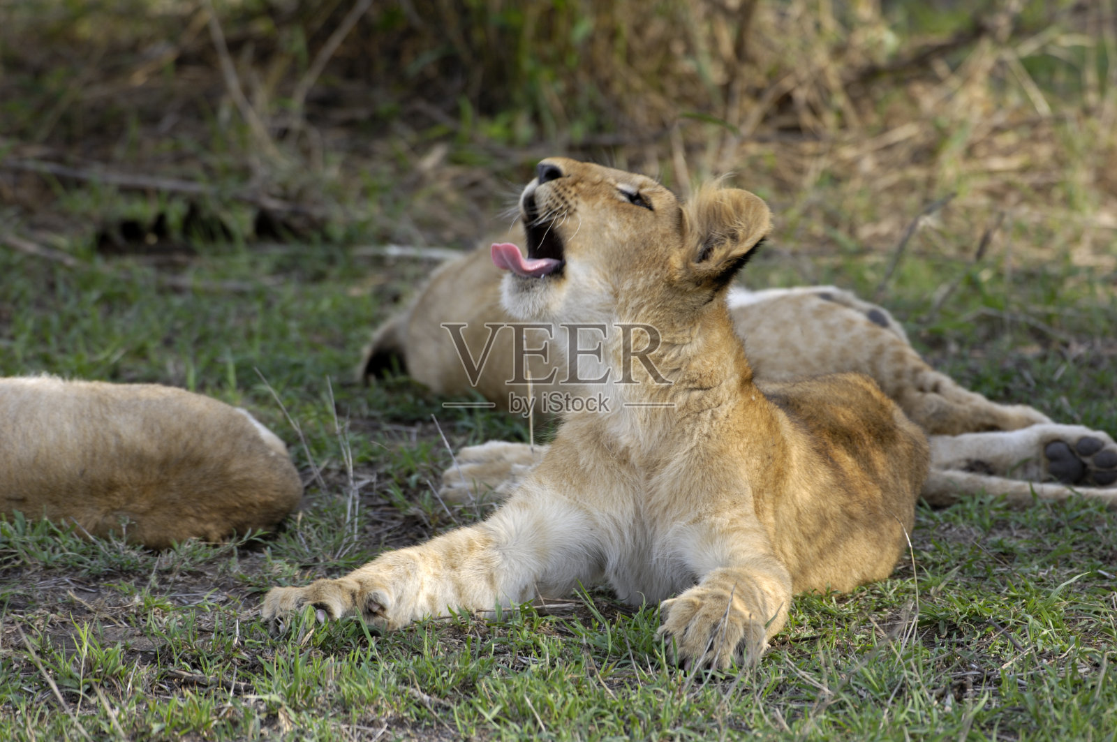 打呵欠的野狮子幼崽照片摄影图片