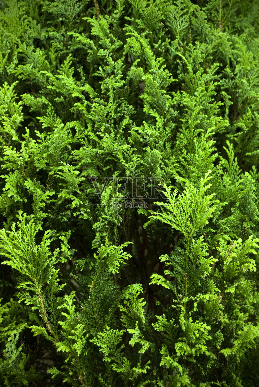 松树的背景照片摄影图片