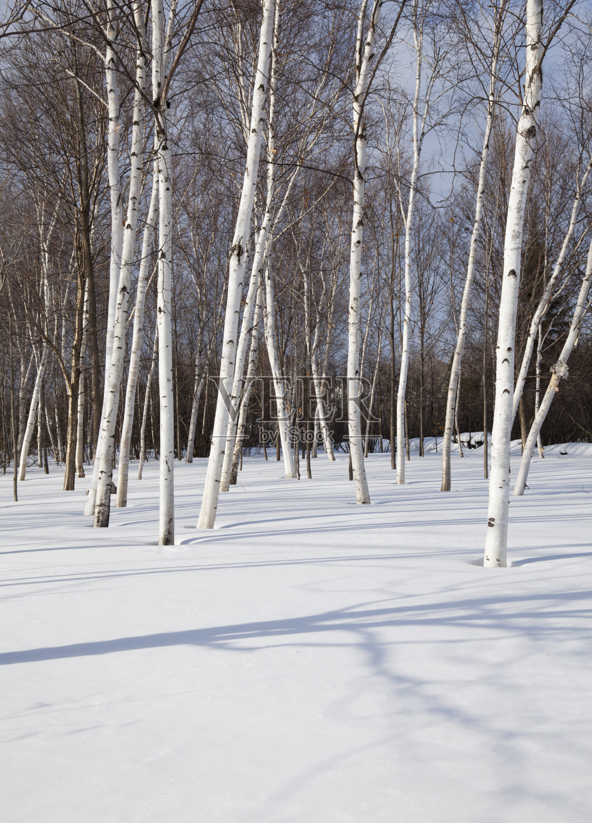 冬天的桦树照片摄影图片