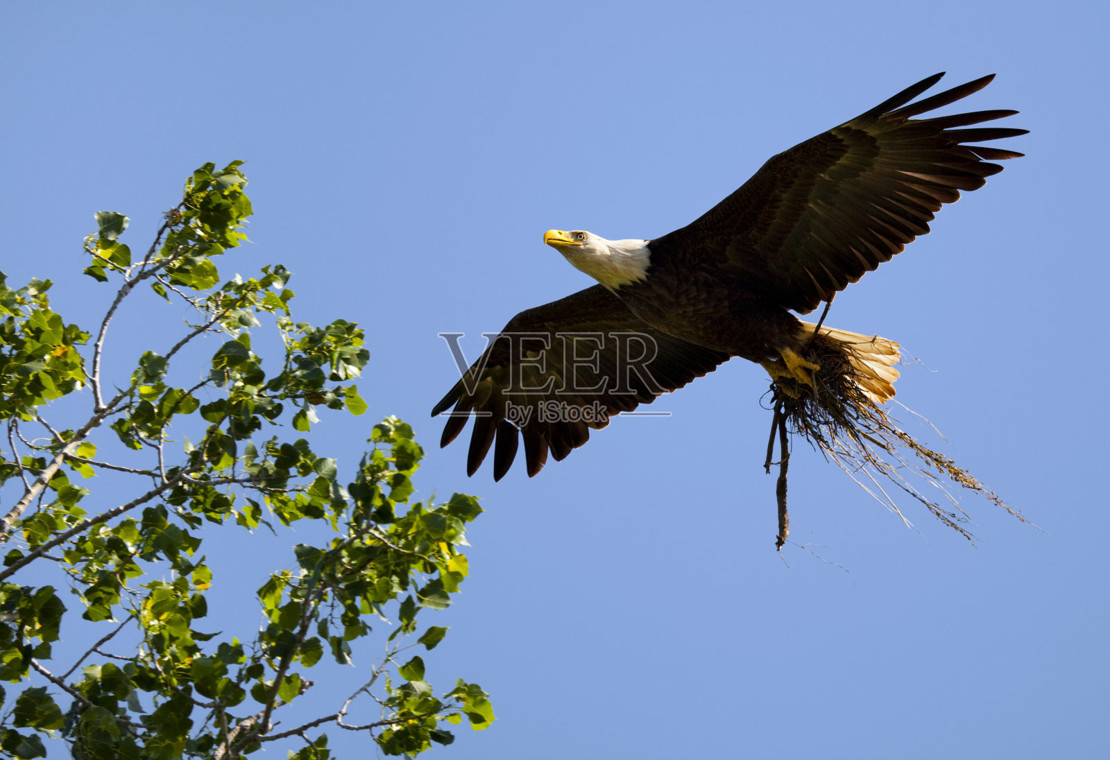 秃鹰爪携筑巢稻草归巢照片摄影图片