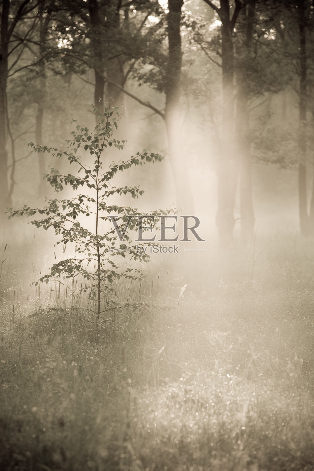 景观照片摄影图片