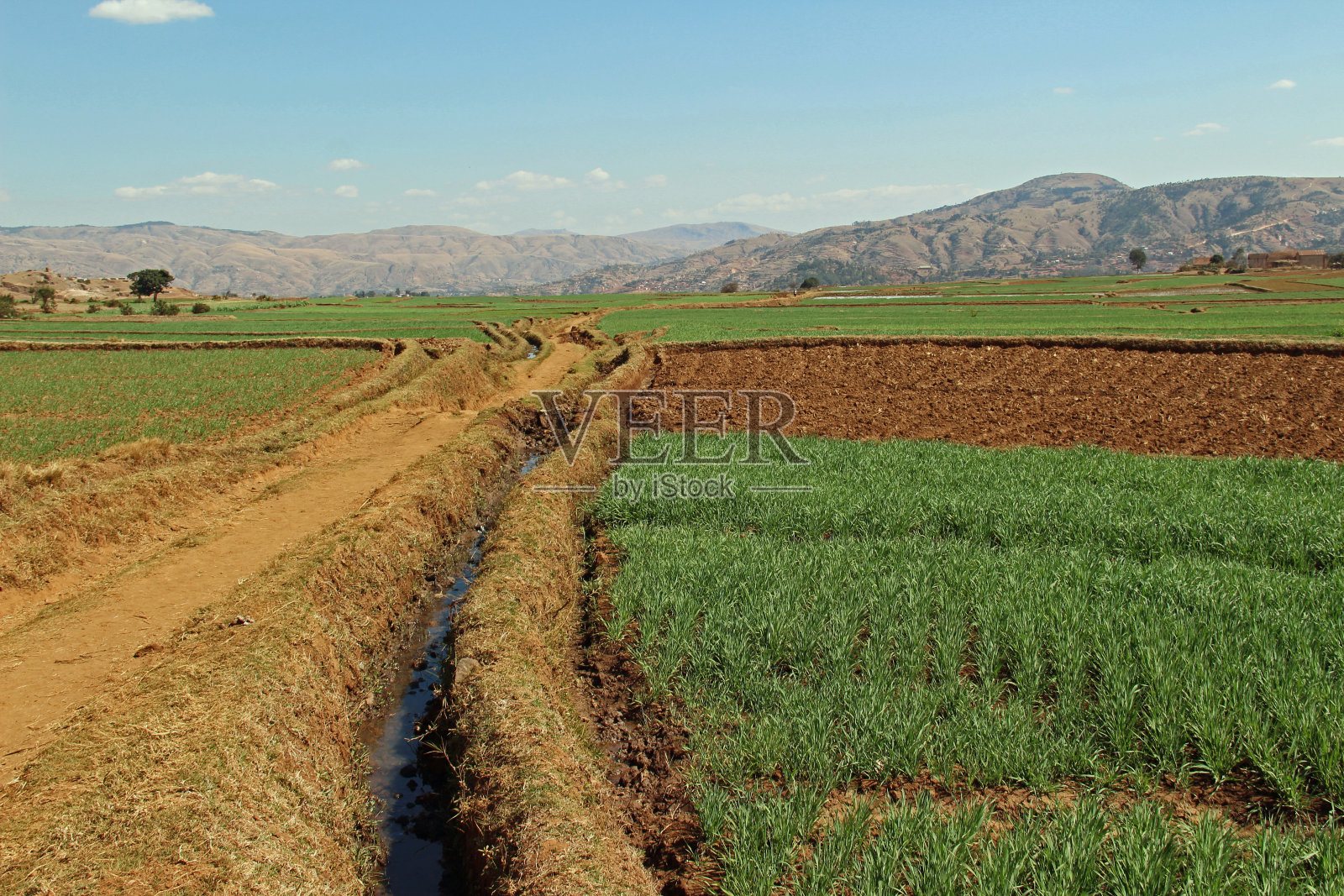 马达加斯加:菲亚达纳纳附近的农田照片摄影图片