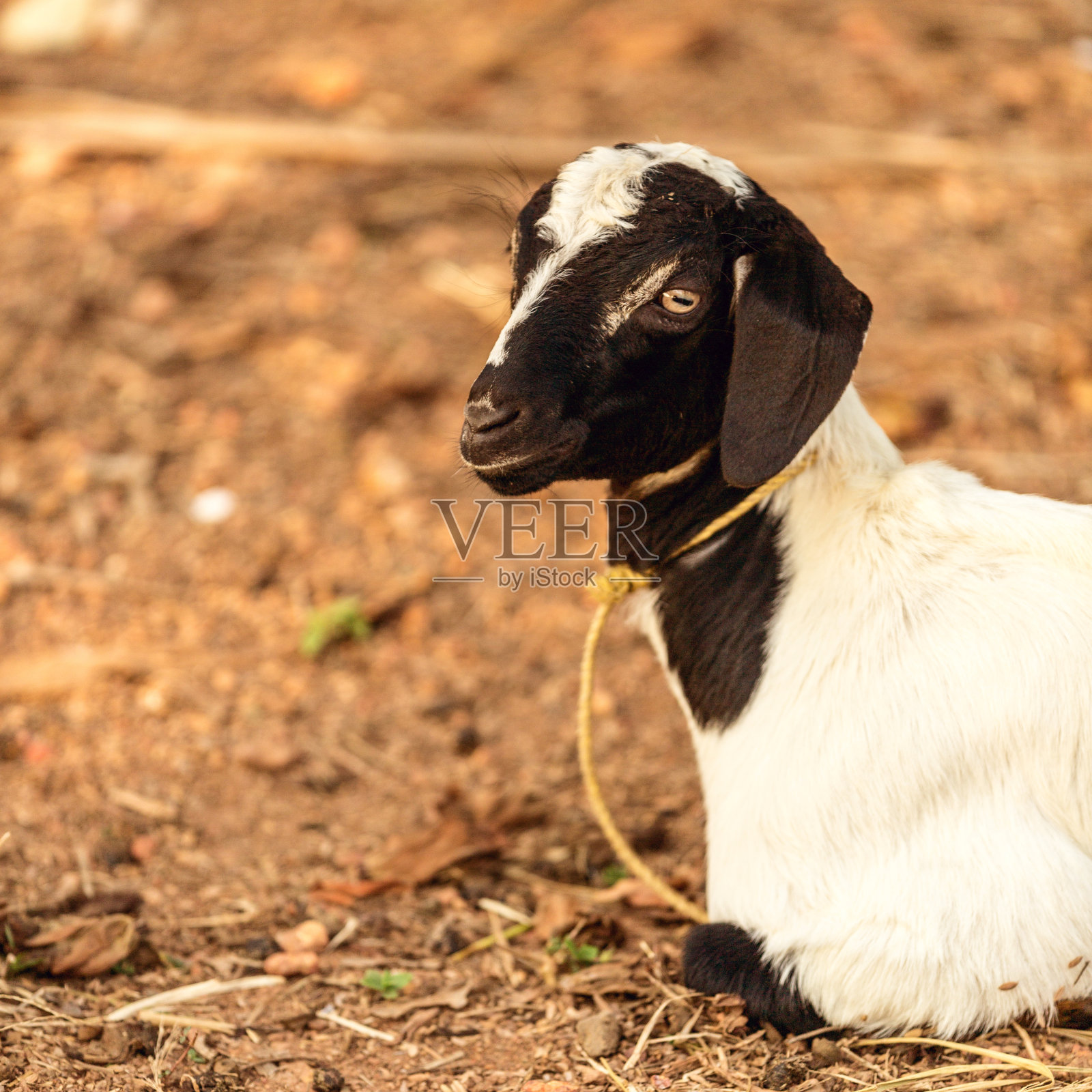 羊在喀拉拉邦照片摄影图片