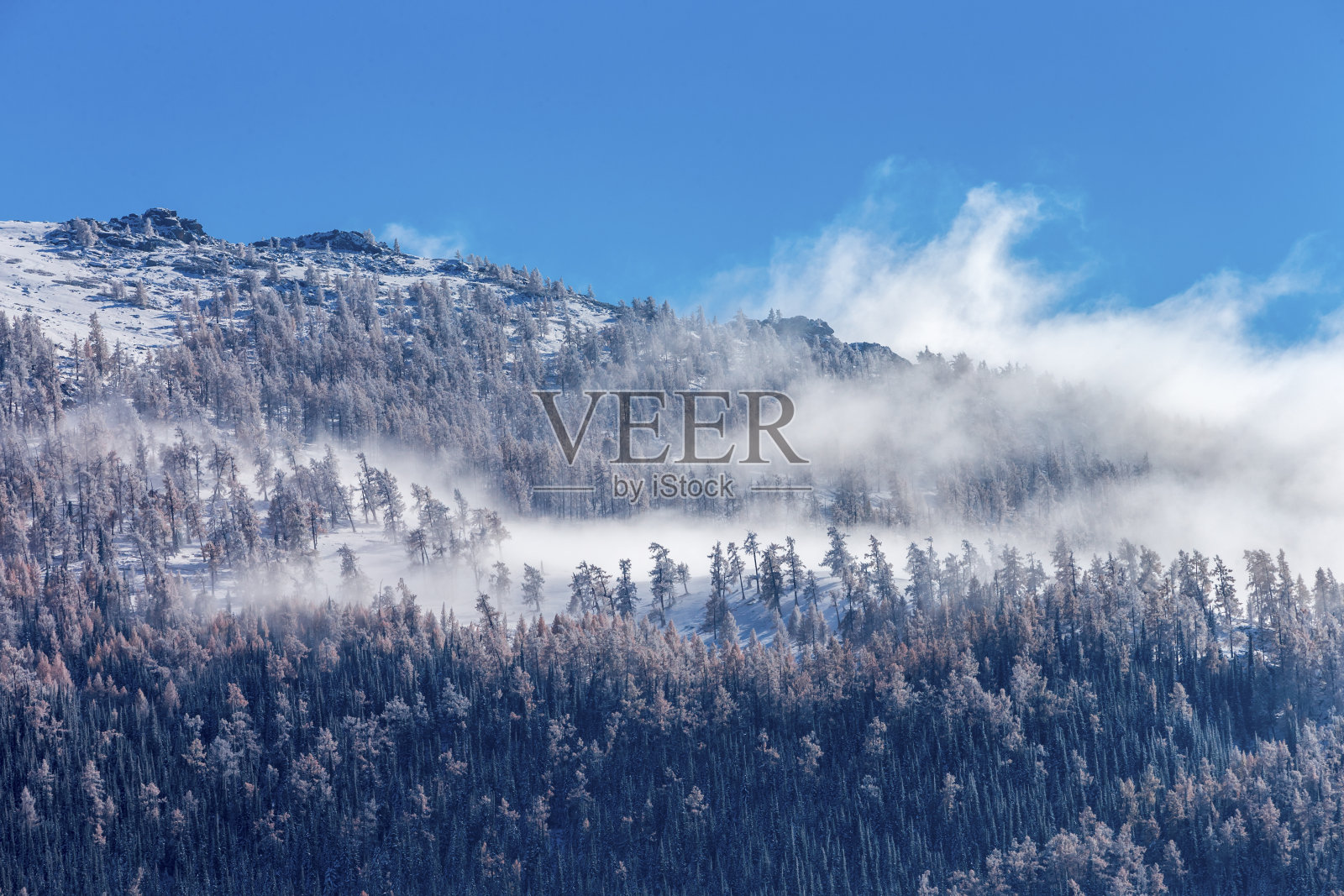 白雪覆盖了中国新疆喀纳斯湖附近的树木照片摄影图片