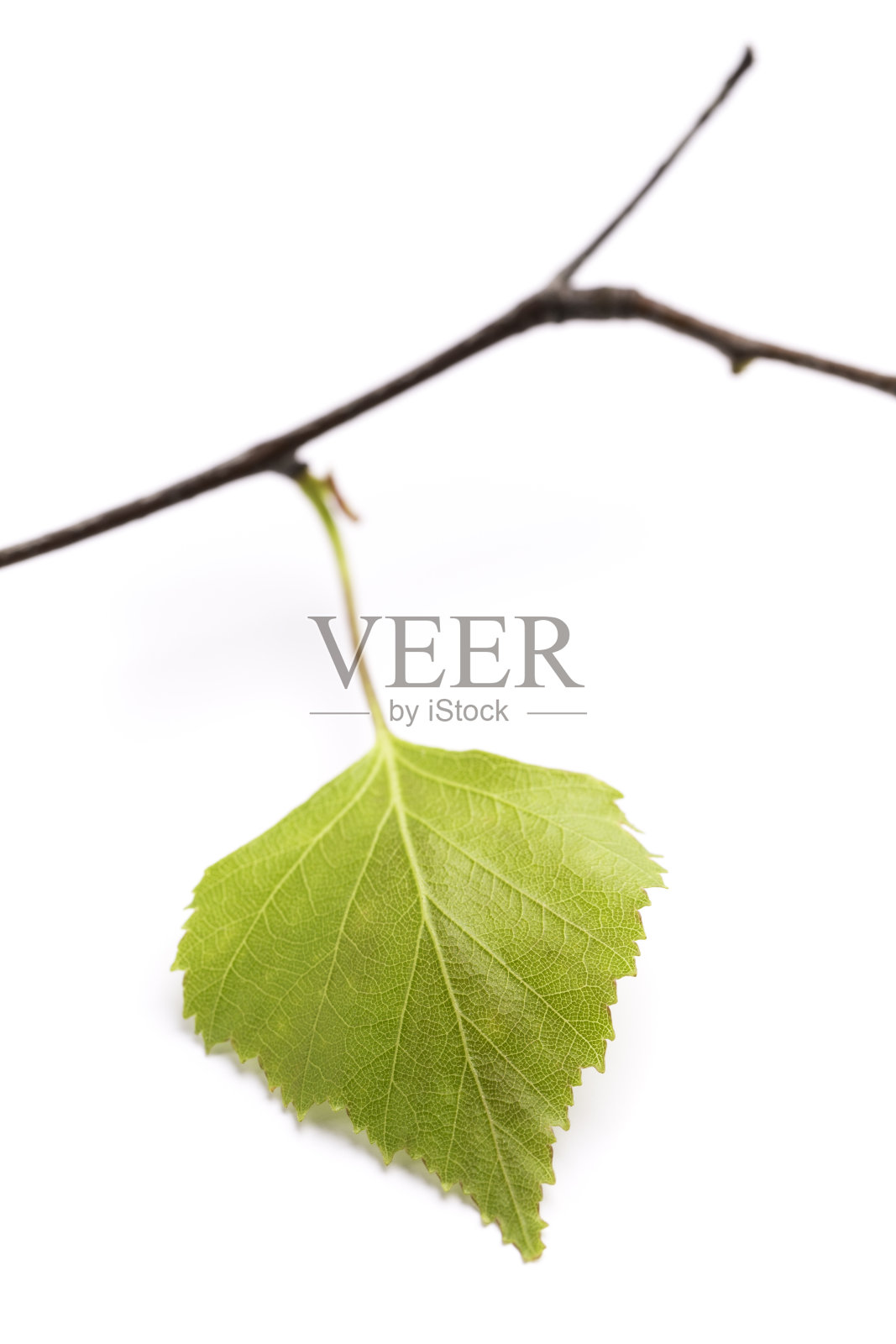 新鲜的叶子照片摄影图片